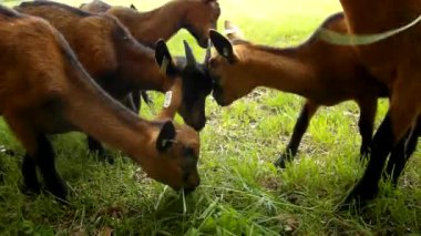 Genç kahverengi keçi taze yeşil çim çayır üzerinde otlatma vardır