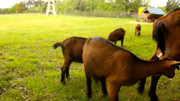 Les jeunes chèvres brunes avec maman paissent de l'herbe verte fraîche sur le pré 