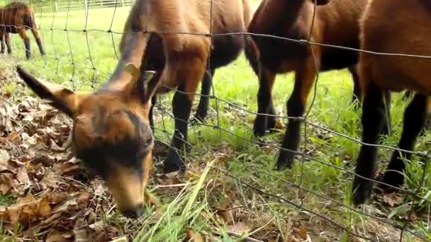 Jovens cabras marrons com a mãe estão pastando grama verde fresca no prado — Vídeo de Stock