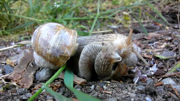 Deux gros escargots font l'amour. Vue très rapprochée de l'action de reproduction sexuelle des escargots . — Video