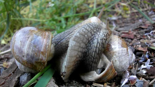 Two big snails have a sex. Very closeup view to snail sexual reproduction  action. — Stock Video