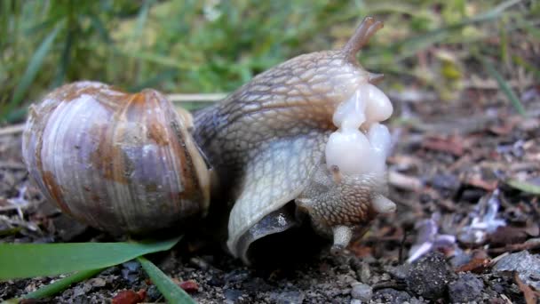 Deux gros escargots font l'amour. Vue très rapprochée de l'action de reproduction sexuelle des escargots .