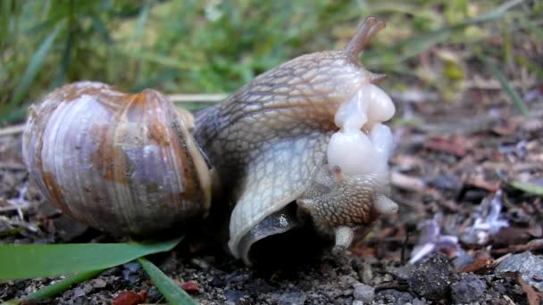 Deux gros escargots font l'amour. Vue très rapprochée de l'action de reproduction sexuelle des escargots . — Video