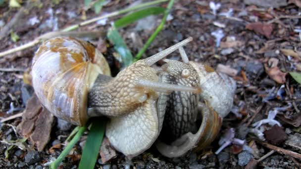 Deux gros escargots font l'amour. Vue très rapprochée de l'action de reproduction sexuelle des escargots .