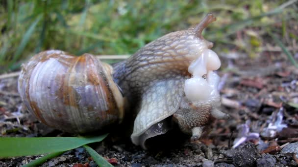 Snail sex video