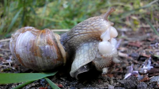 Two big snails have a sex. Very closeup view to snail sexual reproduction action. — Stock Video