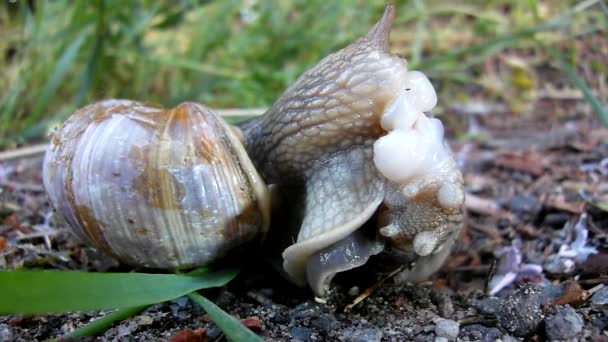 Two big snails have a sex. Very closeup view to snail sexual actions — Stock Video