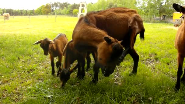 Jovens cabras marrons com a mãe estão pastando grama verde fresca no prado — Vídeo de Stock