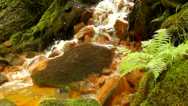 Cascatas em fluxo rápido de água mineral. Sedimentos férricos vermelhos em grandes rochas entre samambaias verdes . — Vídeo de Stock