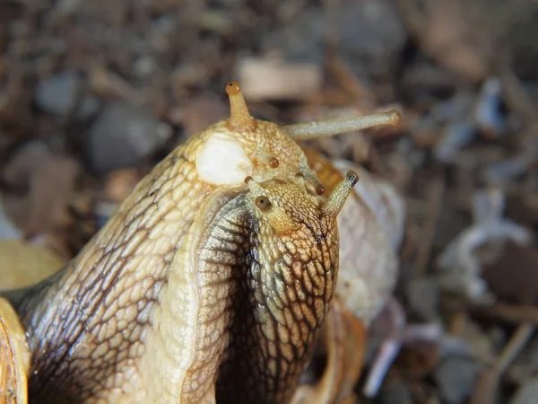 Two big snails have a sex. Very closeup view to snail sexual reproduction action — Stock Photo, Image