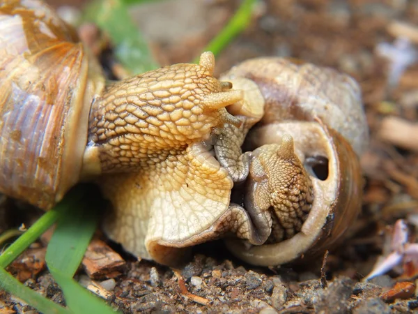 Two big snails have a sex. Very closeup view to snail sexual reproduction action — Stock Photo, Image