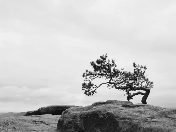 Wild bonsai of pine on sandstone rocks, gray clouds in the background. — Stock Photo, Image