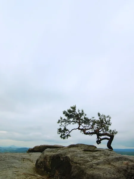 Bonsaï sauvage de pin sur des rochers de grès, nuages gris en arrière-plan . — Photo