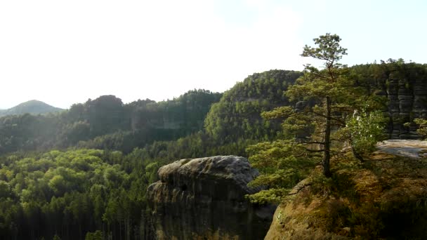 Ηλιόλουστη άνοιξη Ανατολή του ηλίου σε μια όμορφη κοιλάδα της Σαξονίας Ελβετία πάρκο. ψαμμιτικούς βράχους αυξήθηκε από καταπράσινο πευκοδάσος, το απαλό άνεμο συνταράσσει με φύλλα. — Αρχείο Βίντεο