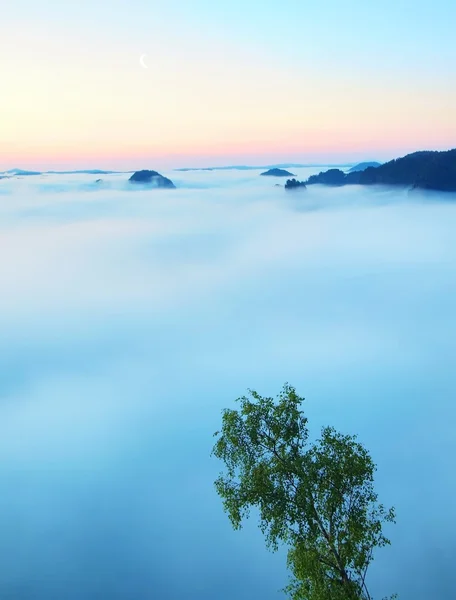 Mañana azul, vista sobre roca y árboles verdes frescos al valle profundo lleno de niebla ligera. Paisaje primaveral de ensueño al amanecer después de la noche lluviosa. Cielo azul rosado en el horizonte, el amanecer comienza en minutos . — Foto de Stock
