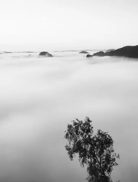 Matin blanc ensoleillé entre les collines forestières avec une épaisse brume. D'énormes nuages de brouillard remplissaient la vallée. Les sommets des collines et des arbres ont augmenté à partir du coton blanc brumeux . — Photo