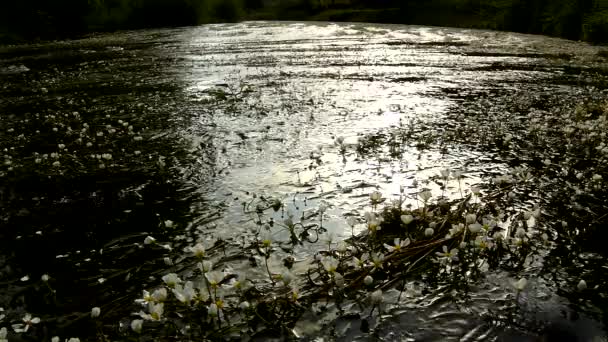 巨大な水の花の花を持つストリーム ビューを閉じます。明確な水の流れは咲く植物と揺れています。川で日当たりの良い夏の朝. — ストック動画