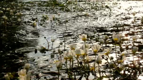 Close up view to stream with blossoms of huge water flower. Stream of clear water is swinging with blooming plants. Sunny summer morning at river. — Stock Video