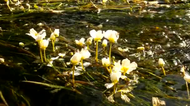 Закрыть вид на ручей огромными водяными сомами. Поток чистой воды качается с цветущими растениями. Солнечное летнее утро на реке . — стоковое видео