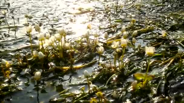 Vista de cerca a arroyo con flores de flor de agua enorme. Corriente de agua clara se balancea con plantas florecientes. Mañana de verano soleada en el río . — Vídeos de Stock