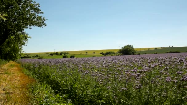 Campo de Tansy púrpura en el campo en el caluroso día de verano. Flores púrpuras azules verdes en flor están temblando con abejas zumbando . — Vídeos de Stock