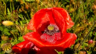 çiçekleri birçok haşhaş çiçekleri ile yayımlandı. sıcak bir gün, bitkiler solgunluk yaprakları, keskin gölgeleri var.