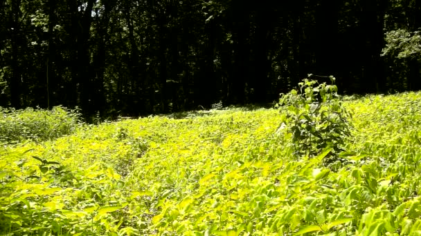 Gorące popołudnie w polanie, zwiędłe rośliny z gięte światło zielone liście. tło ciemne buczyny — Wideo stockowe