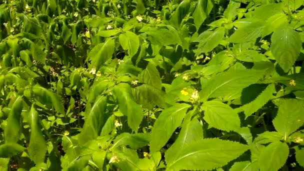 A hot afternoon in a glade, wilted green flower in blosom with bent light green  leaves. — Stock Video