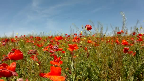 Classé avec de nombreuses fleurs de pavot en fleurs. Journée très chaude, les plantes ont des feuilles de flétrissement, des ombres acérées .
