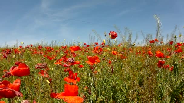 Geplaatst met veel poppy bloemen in bloesems. zeer warme dag, planten hebben wilt bladeren, scherpe schaduwen. — Stockvideo