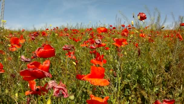 Classé avec de nombreuses fleurs de pavot en fleurs. Journée très chaude, les plantes ont des feuilles de flétrissement, des ombres acérées . — Video