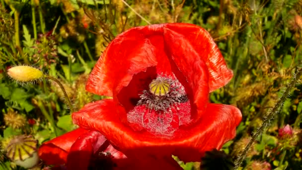 Filed with many poppy flowers in blossoms. Very hot day, plants have wilt leaves, sharp shadows. — Stock Video