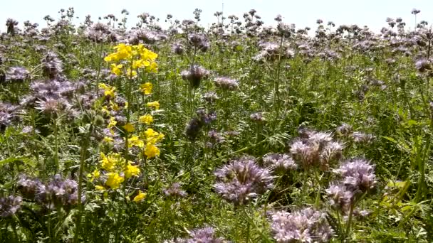 Campo de Tansy púrpura en el campo en el caluroso día de verano. Flores púrpuras azules verdes en flor están temblando con abejas zumbando . — Vídeo de stock