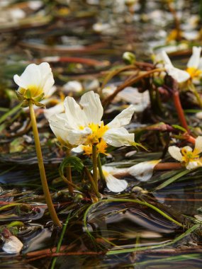 Büyük beyaz su çiçeği çiçekleri ile akış. Açık su akışı ile çiçek açan bitkiler sallanıyor. Güneşli yaz sabahı River.