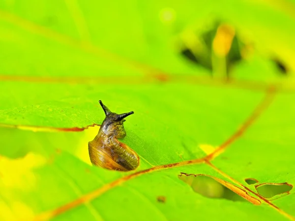 Le petit escargot sombre se nourrit de feuilles vertes fraîches. Vue très rapprochée de l'escargot — Photo