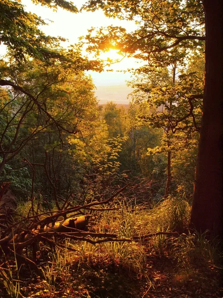 View through beech branches to sunset and deep valley forests below — Stock Photo, Image
