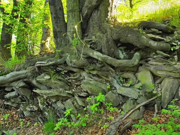 Heavy tangled roots of trees in park, dark brown or gray bark on trunk, fresh green grass and fern stalks. Marline stones in ground covered by dry old leaves. — Stock Photo, Image