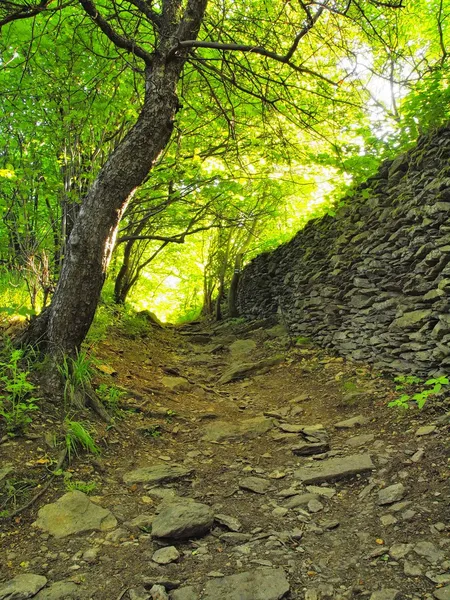 Radici aggrovigliate pesanti di alberi in parco, corteccia marrone scuro o grigia su tronco, erba verde fresca e steli di felce. Pietre Marline in terra ricoperta da vecchie foglie secche . — Foto Stock