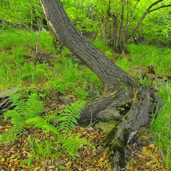 Heavy tangled roots of trees in park, dark brown or gray bark on trunk, fresh green grass and fern stalks. Marline stones in ground covered by dry old leaves. — Stock Photo, Image