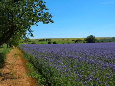 Kırsal alanda mor solucan otu ile sıcak yaz günü manzara. Yeşil mavi mor çiçekler çiçek içinde buzz arılarla titriyor