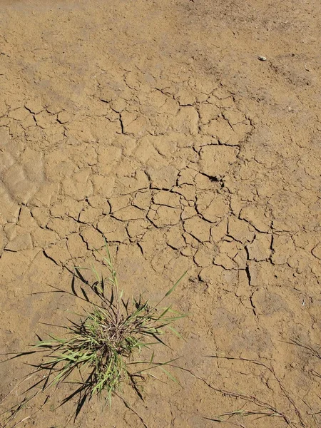 Dry ground of cracked clay with last green flower at puddle and wet muddy place. Blue sky in mirror of pool. — Stock Photo, Image