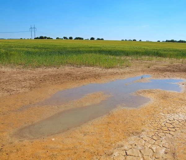 Dry ground of cracked clay with last green flower at puddle and wet muddy place. Blue sky in mirror of pool. — Stock Photo, Image