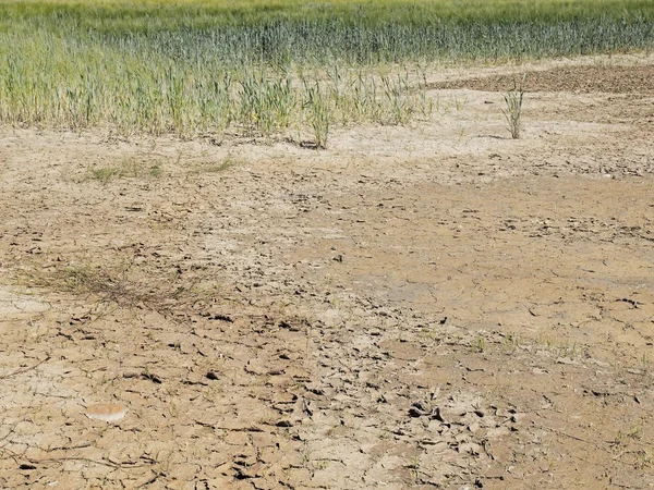 Dry ground of cracked clay with last green flower and wet muddy place — Stock Photo, Image