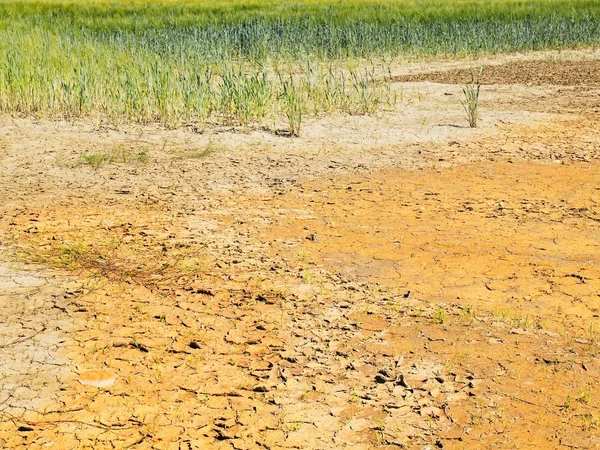 Сухой грунт из треснувшей глины с последним зеленым цветком и мокрым грязным местом — стоковое фото