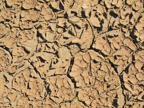 Argilla crepa secca di campo di grano. Terreno polveroso con fessure profonde — Foto Stock