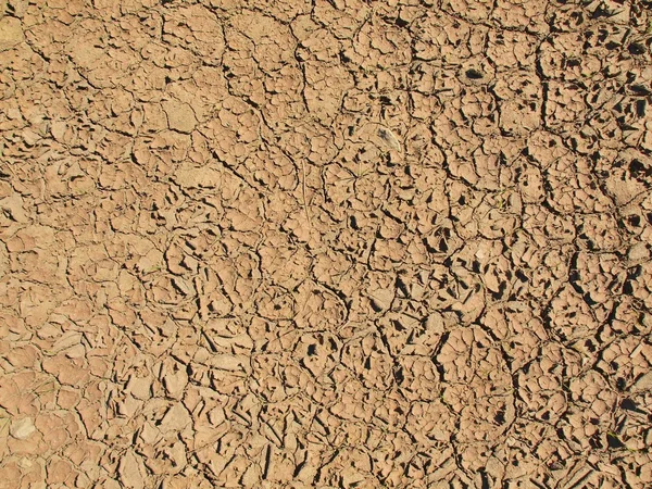 Dry  cracked clay of wheat field. Dusty ground with deep cracks — Stock Photo, Image