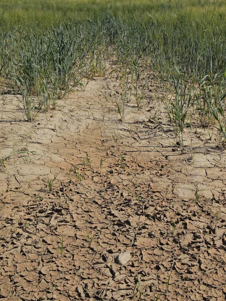 Side of the field with extremely dry ground of cracked,  green flower on field and wet muddy place — Stock Photo, Image