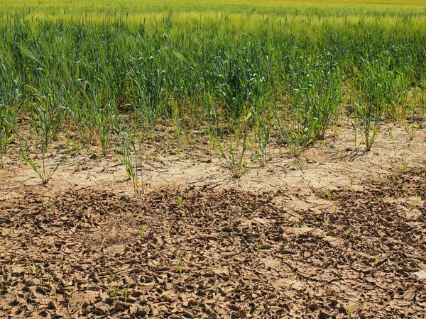 Side of the field with extremely dry ground of cracked,  green flower on field and wet muddy place — Stock Photo, Image