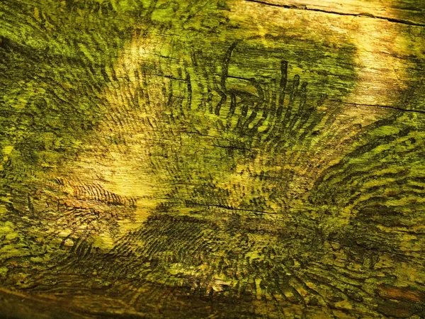 Отметки в стволе ели без коры, архитектура насекомых в дереве — стоковое фото