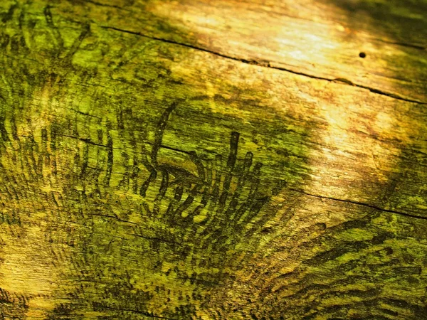 Marks in spruce trunk without bark, insect architecture in wood — Stock Photo, Image